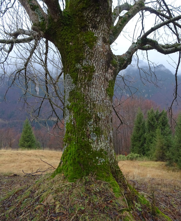 Il frassino del bait del Nebbia ( Vallarsa -TN )